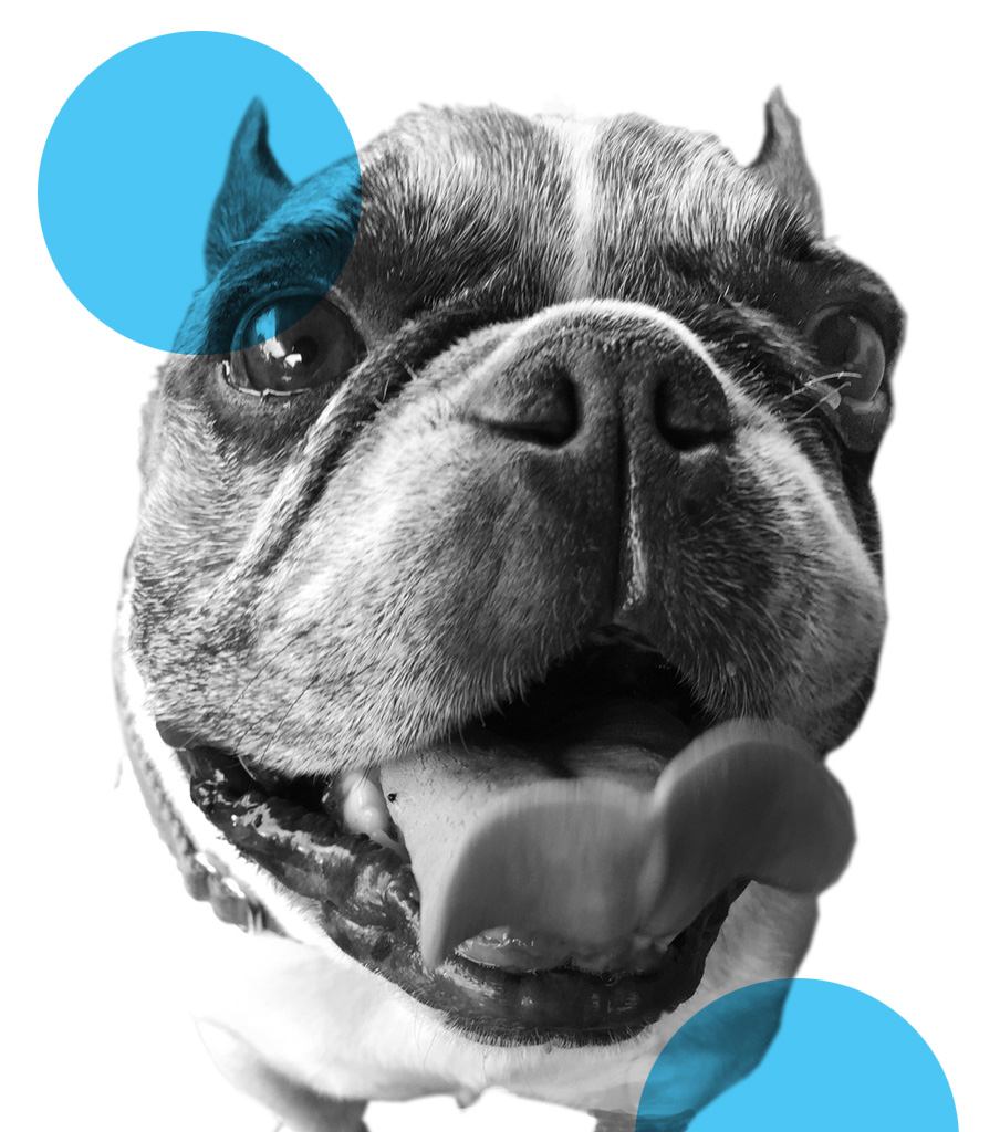 Cutout image of a black and white french bulldog with blue circles layered over
